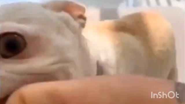 Angry Dog | Dog video | Best Dog Food link in Description 👇