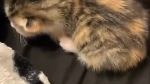 This overly dramatic kitty