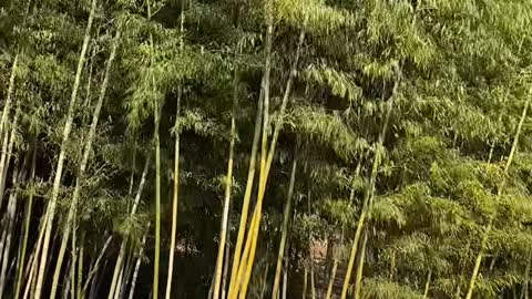 Bamboo blowing in the wind