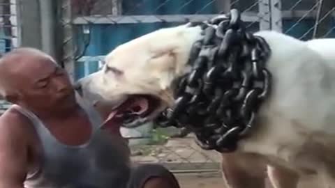 The biggest dog in the world ever seen