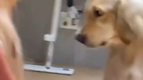 Try not to laugh when you see the reaction of dog while cutting his hair
