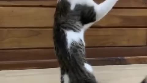 Funny Animals