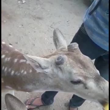 Feeding deer with banana