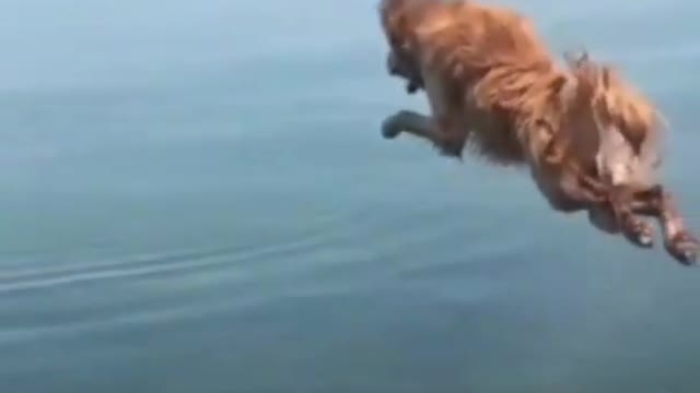 cute dog video