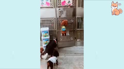 Funny dogs,cute dogs, smart dogs