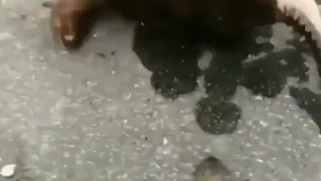 Cute animal behavior makes you happy