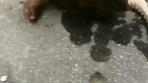 Cute animal behavior makes you happy