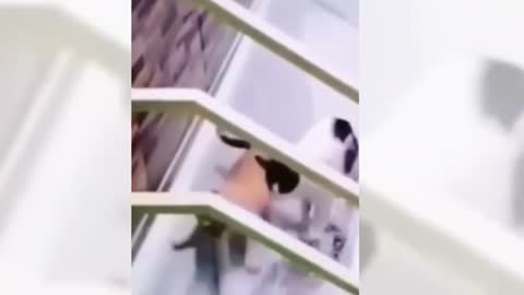 cute cat videos _ cute kittens ☺️😹🐈 _ @Animals Fun zone