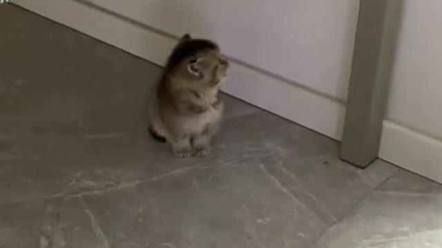 Christmas gift #kitten #kittensoftiktok #fyp #catsoftiktok #cute #meow #PetsOfTikTok #christmas