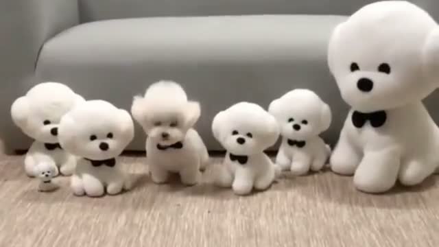 Cute small dogs.