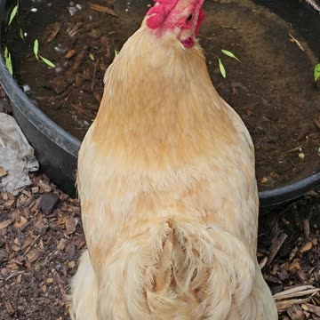 OMC! Hen is being noisy alerting but to what???!