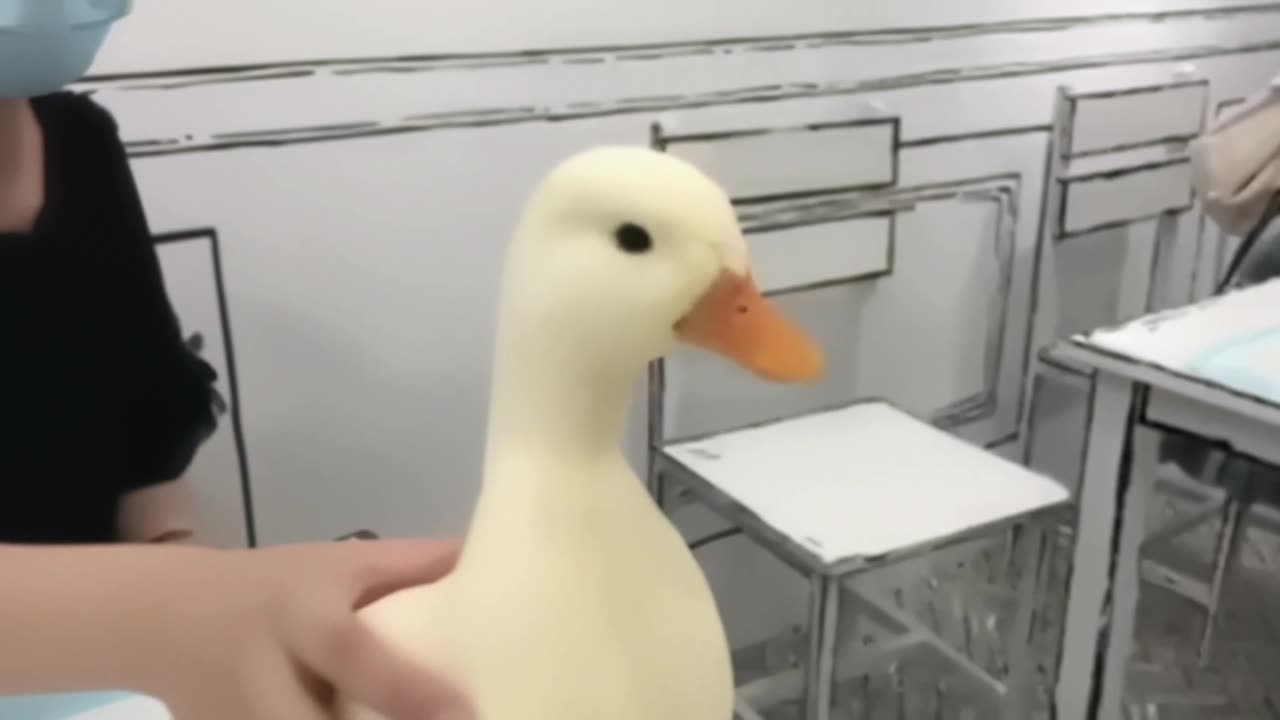 What a perfectly beautiful duck 🥰