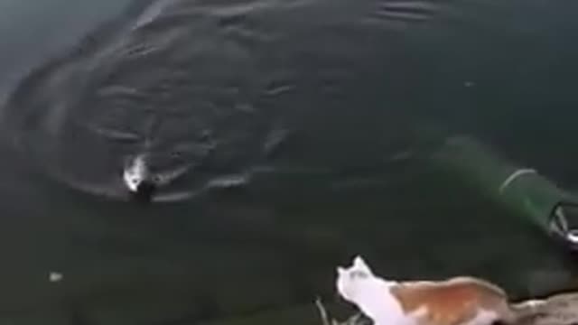 Fish swims to its doom