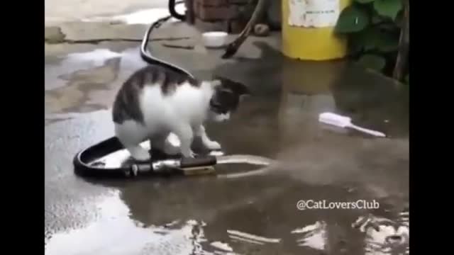 Funny Cute Cats With Human character