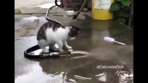 Funny Cute Cats With Human character