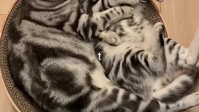 Cute animals funny videos trending