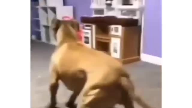 funny dog ​​videos