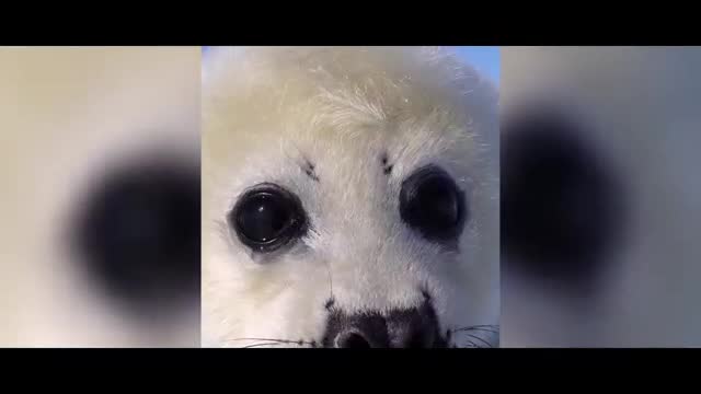 white sea lion