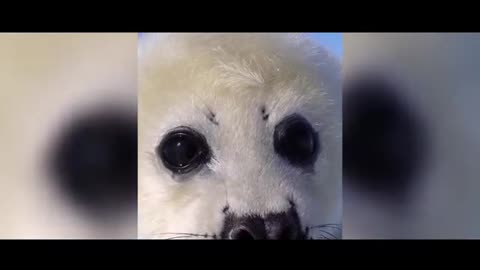 white sea lion