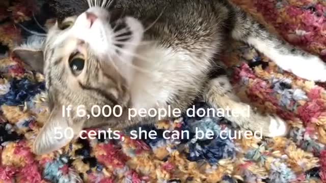 Cute and Funny Cat Videos Compilation - PART 6