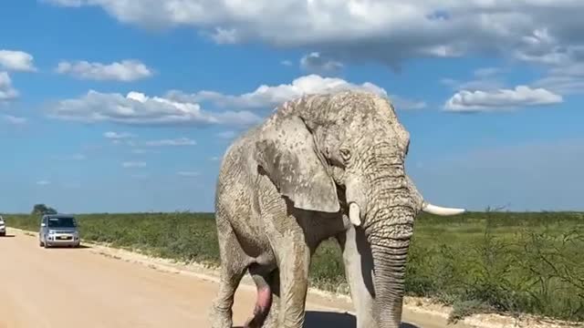 Shocking!!! Elephant with a three huge legs*