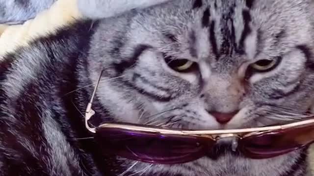 turned into a cool cat