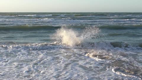 A DOG IS HAVE A FUN WITH A SEA