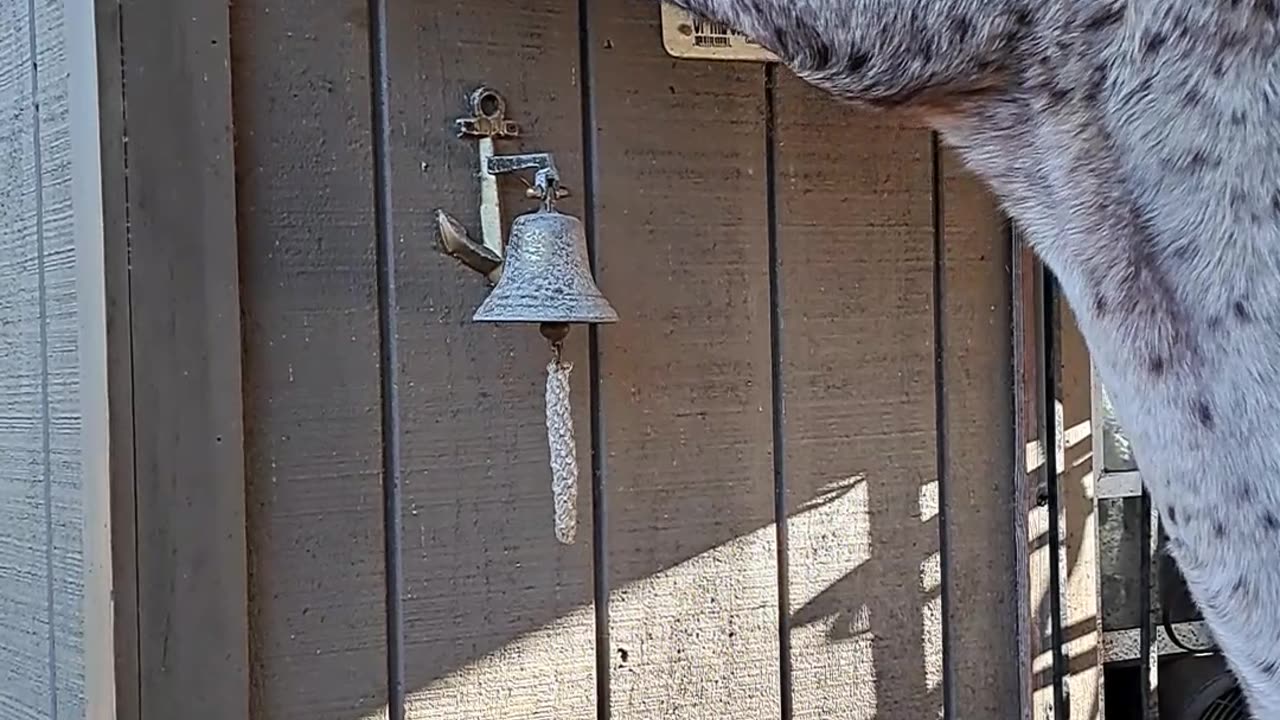 Horse Finds The Squirrel Feeder