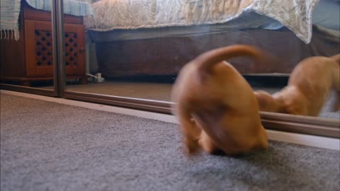 The dog is confused by his appearance in the mirror