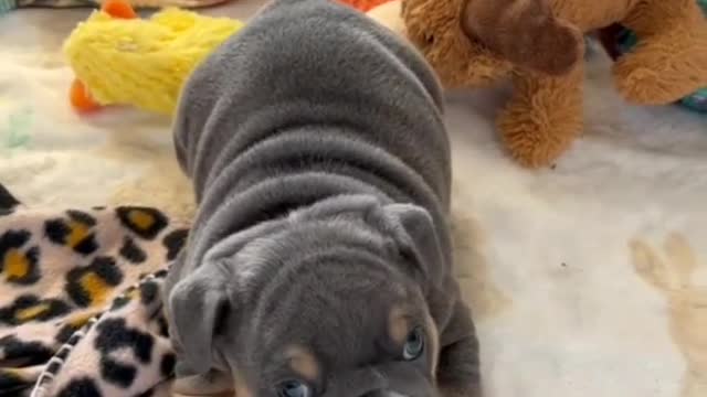 Dog brincando