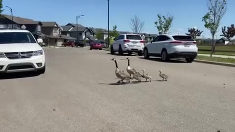 #shorts Family roadblocker! #canadagoose #geese #animals #nature #birds