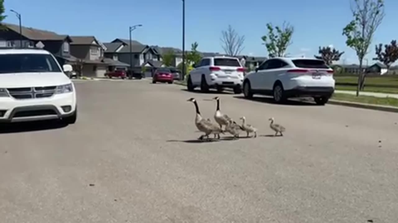 #shorts Family roadblocker! #canadagoose #geese #animals #nature #birds