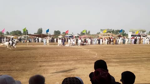 Pakistan POLO