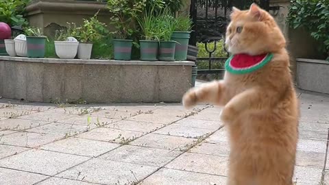 Animal Comedy Videos