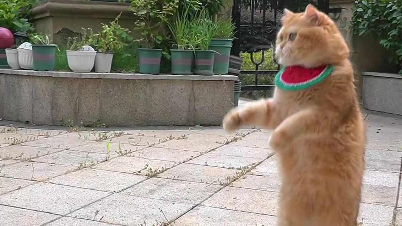Animal Comedy Videos