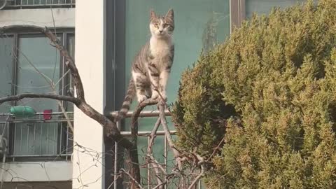 The street cat is on the tree