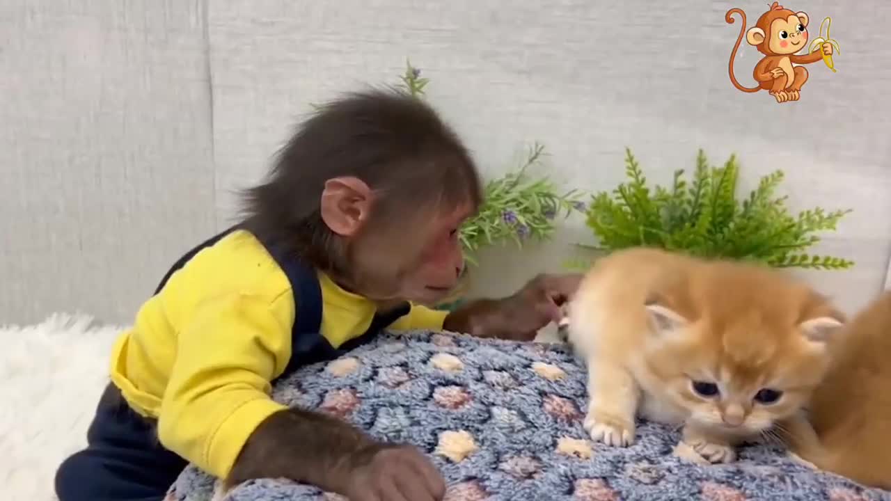 The newest funny animal videos for monkeys, cats and dogs, kittens are fast asleep