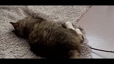 Titel: Funny Cats | Funny Animal Vidios 2022 | Try Not To Laugh USA.