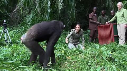 Jane Goodall releases chimpanzee