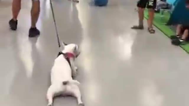 Baby Dogs 🐶 Cute and Funny Dog Videos Puppy Dogs Compilation