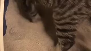 Crazy cat loves music