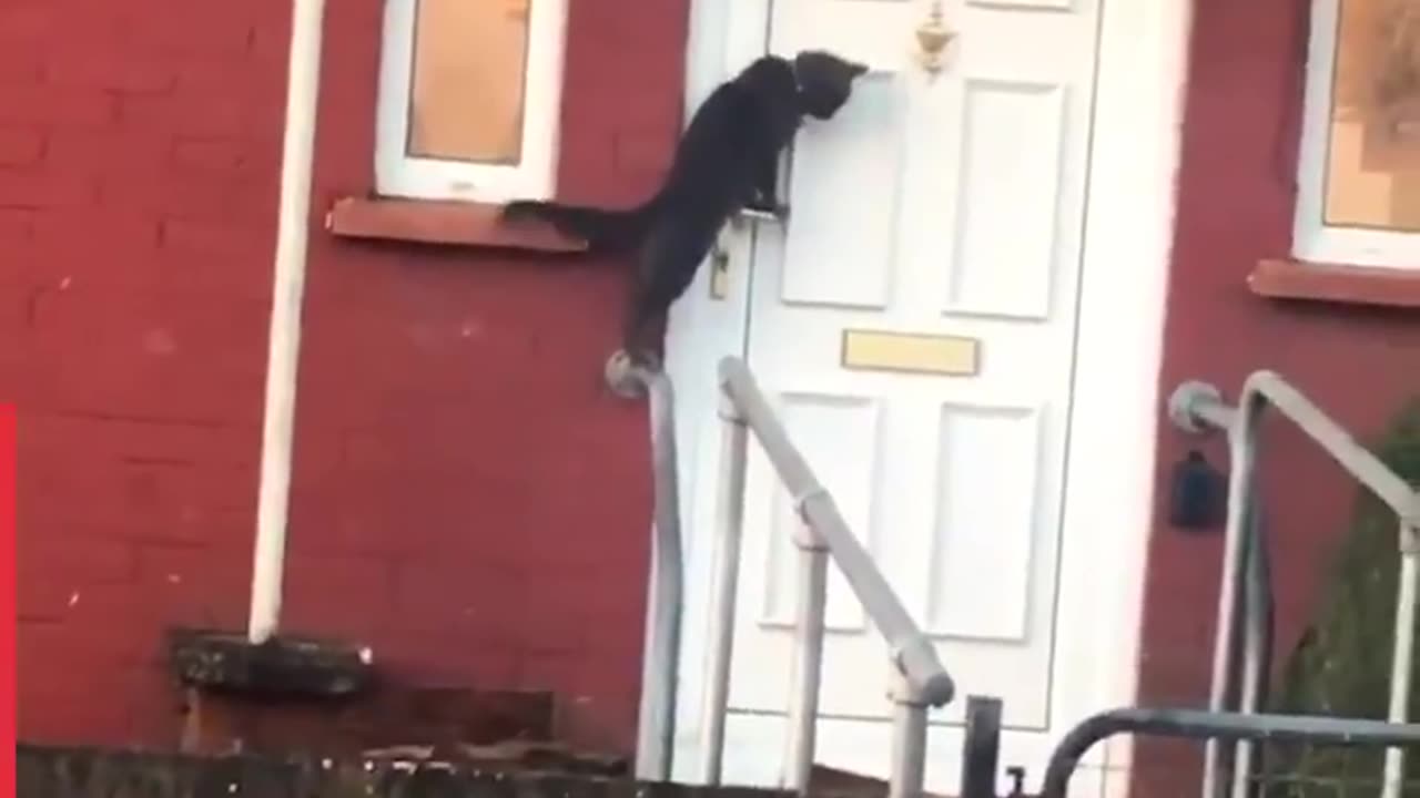 That cat's figured out the best way to get back in the house.