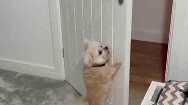 Cute Puppy