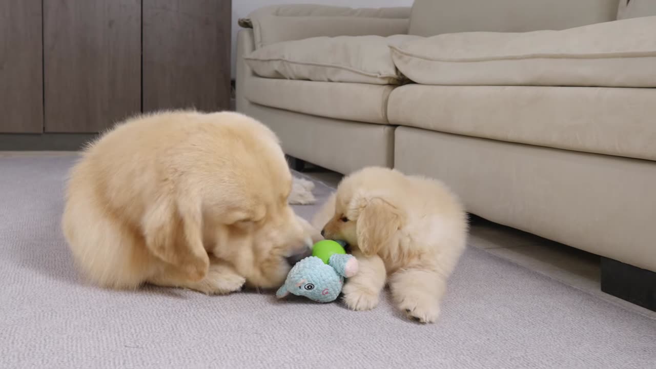 Golden Retriever Steals Son's Toy - You Won’t Believe This Puppy’s Reaction!