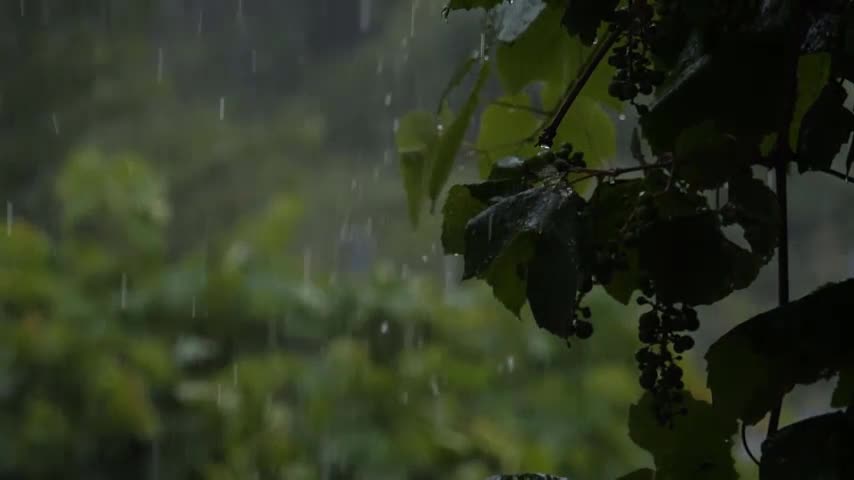 STRONG STORM IN THE FOREST TO SLEEP