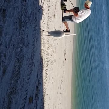 Great Egret just staring at the man