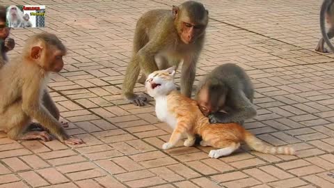 Monkeys And Cats Best Monkeys Video Playing With Cats Video Cats Videos 😁