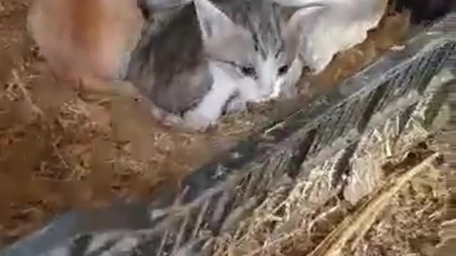 Mother Hen Shelters Three Kittens