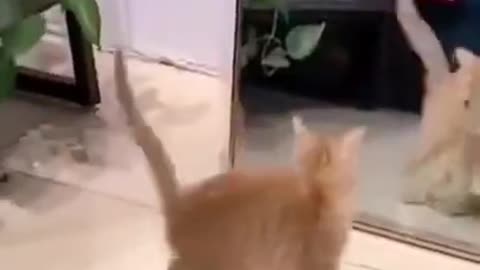 Cat Look At Mirror 🤣🤣😁😁