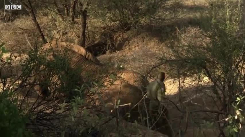 Collaring A Massive Bull Elephant | Secret Life Of Elephants | BBC Earth